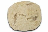 Fossil Fish (Knightia) Mortality Plate - Wyoming #339054-1